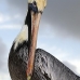 pelican_brown_can_v_0195_mex0205.jpg